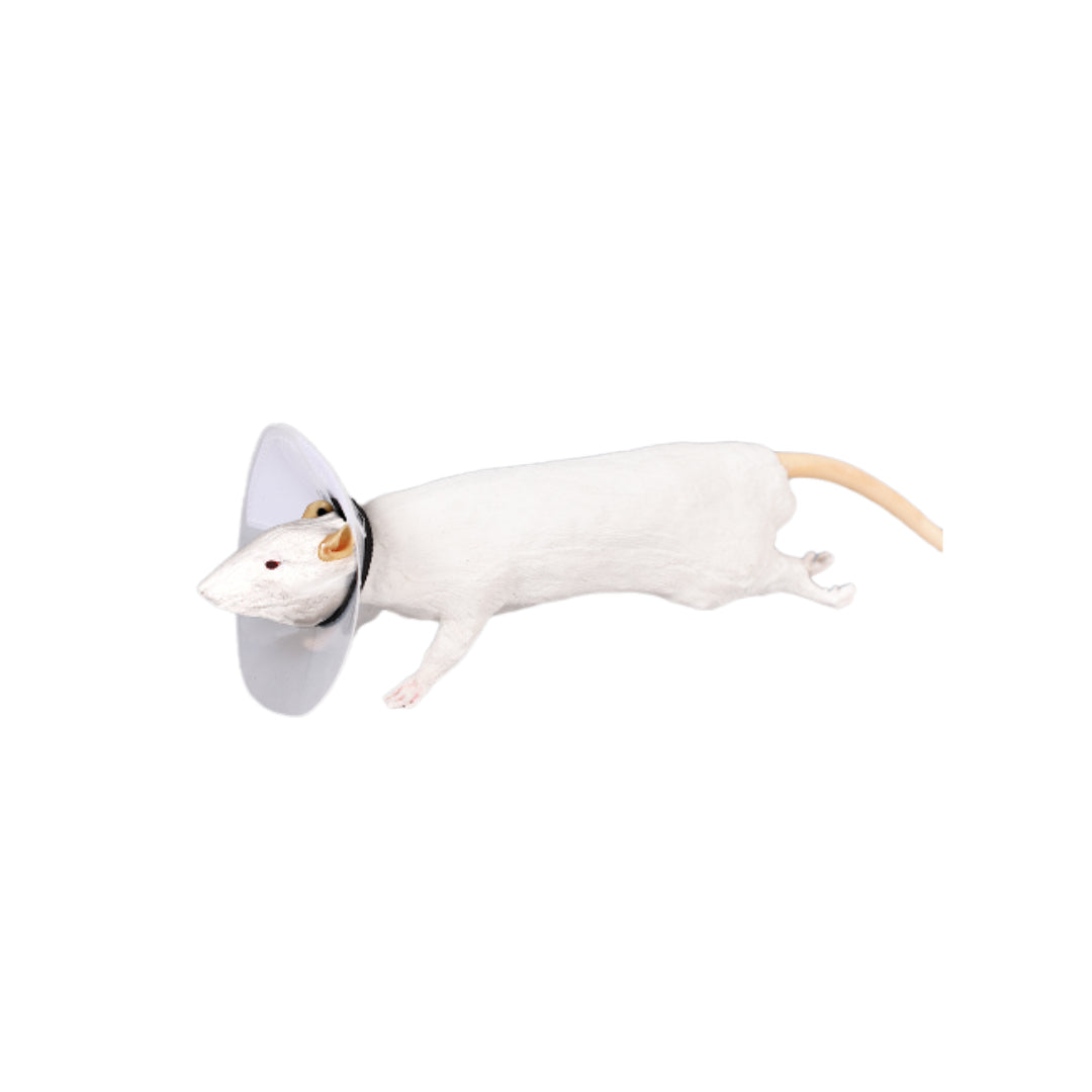 Rat Elizabethan collar