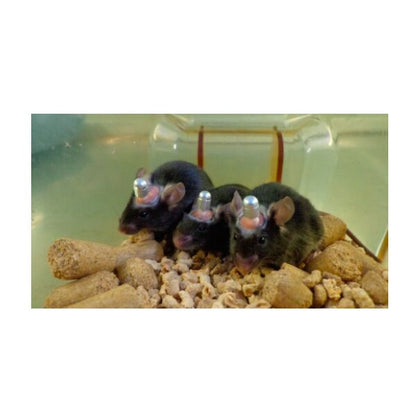 Three mice side by side wearing cannula's inside a container