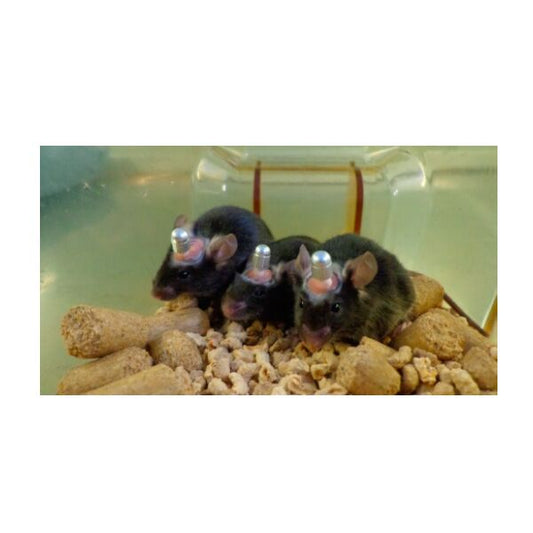 Three mice side by side wearing cannula's inside a container